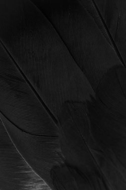 Siyah kuş tüylerinin dokusu