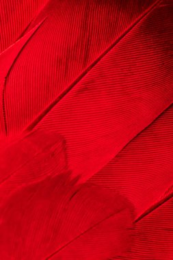 Kırmızı kuş tüylerinin dokusu
