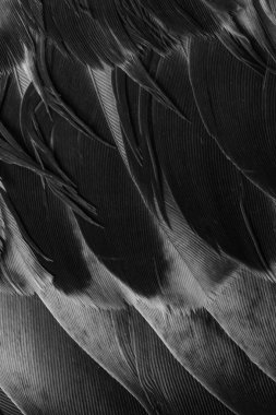 Siyah kuş tüylerinin dokusu
