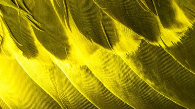 Sarı kuş tüylerinin dokusu