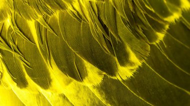Sarı kuş tüylerinin dokusu