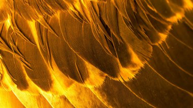 Turuncu kuş tüylerinin dokusu