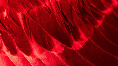 Kırmızı kuş tüylerinin dokusu