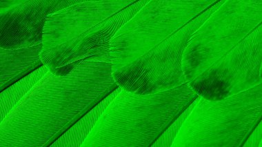 yeşil kuş tüylerinin dokusu