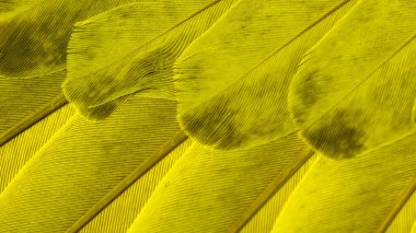 Sarı kuş tüylerinin dokusu