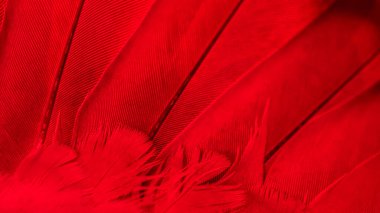 Kırmızı kuş tüylerinin dokusu