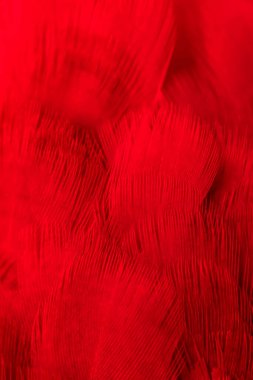 Kırmızı kuş tüylerinin dokusu