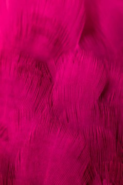 menekşe kuş tüylerinin dokusu