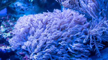 Görünür detayları olan renkli mercan resifleri. arkaplan