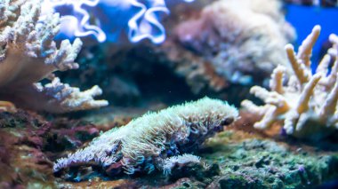 Görünür detayları olan renkli mercan resifleri. arkaplan