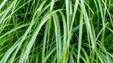 Yeşil çimen sapı dokuyu bozar. arkaplan