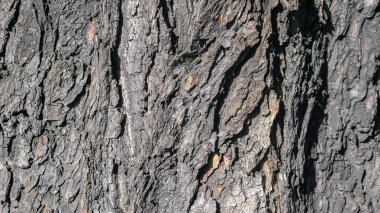 Siyah kestane kabuğu dokusu. arkaplan