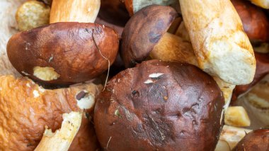 Görünür desenli mantarları bollaştırName