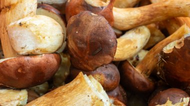 Görünür desenli mantarları bollaştırName