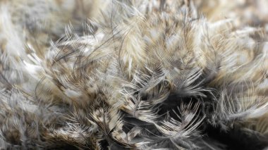 Görünür desenli beyaz ve kahverengi tüyler.