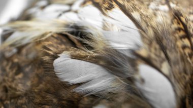 Görünür desenli beyaz ve kahverengi tüyler.