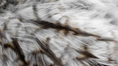 Görünür desenli beyaz ve kahverengi tüyler.