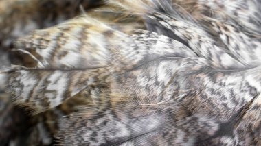 Görünür desenli beyaz ve kahverengi tüyler.