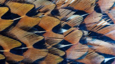 Bir oyun sülününün renkli tüylerinin dokusu