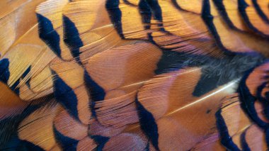 Bir oyun sülününün renkli tüylerinin dokusu