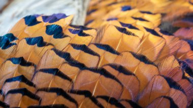 Bir oyun sülününün renkli tüylerinin dokusu