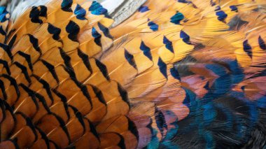 Bir oyun sülününün renkli tüylerinin dokusu