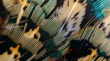 Bir oyun sülününün renkli tüylerinin dokusu