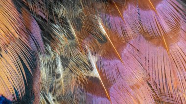 Bir oyun sülününün renkli tüylerinin dokusu