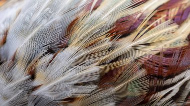 Bir oyun sülününün renkli tüylerinin dokusu