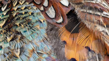 Bir oyun sülününün renkli tüylerinin dokusu