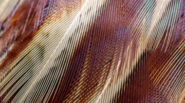 Bir oyun sülününün renkli tüylerinin dokusu