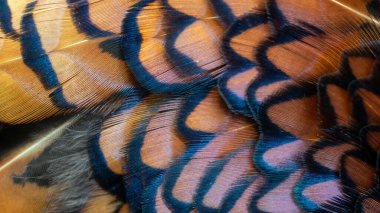 Bir oyun sülününün renkli tüylerinin dokusu