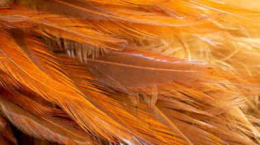 Kırmızı ve turuncu horoz tüyleri. arkaplan veya doku
