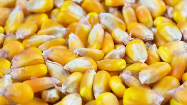 Sarı mısır taneleri ve görünür detaylar. Arkaplan veya doku