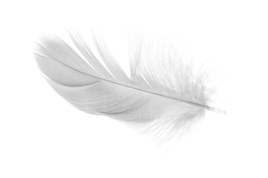 beyaz ördek tüyleri izole edilmiş arka plan