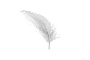 Siyah arkaplanda beyaz ördek tüyleri var.