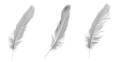 Beyaz arka planda beyaz kaz tüyleri