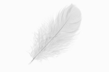 Beyaz arka planda beyaz kaz tüyleri