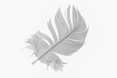 Beyaz arka planda beyaz kaz tüyleri