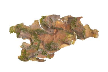 ıssız çam kabuğu parçaları