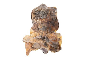 ıssız çam kabuğu parçaları