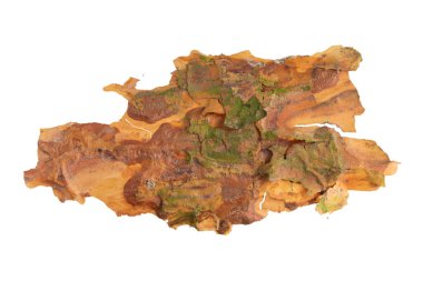 ıssız çam kabuğu parçaları