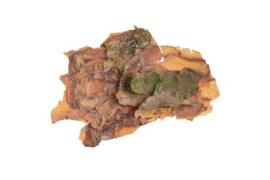 ıssız çam kabuğu parçaları