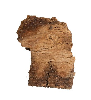 kahverengi kayın kabuğu ve görünür detaylar