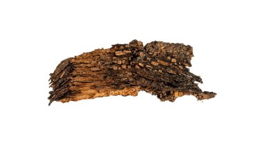 kahverengi kayın kabuğu ve görünür detaylar