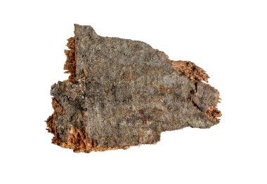 kahverengi kayın kabuğu ve görünür detaylar