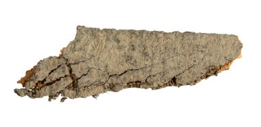 kahverengi kayın kabuğu ve görünür detaylar