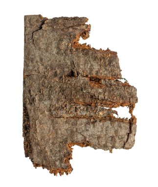 kahverengi kayın kabuğu ve görünür detaylar