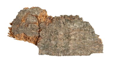 kahverengi kayın kabuğu ve görünür detaylar