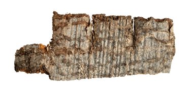 kahverengi kayın kabuğu ve görünür detaylar